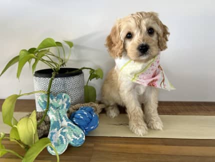 Oakhurst cottage hot sale cavoodles