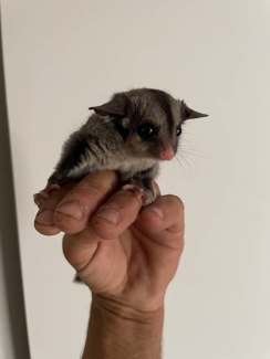 Sugar glider sale gumtree