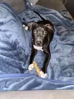 American Staffordshire puppy-6 months old