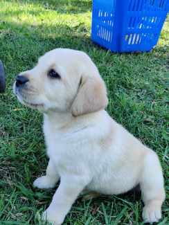 Puppies labrador for sale hotsell