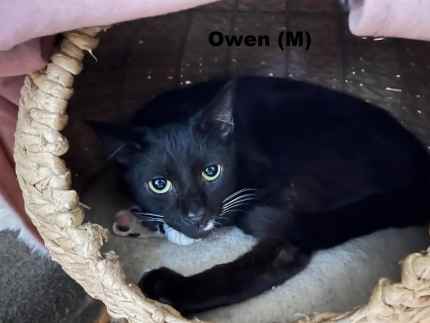Owen Rescue Male Cat