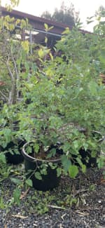 Gumtree mulberry on sale