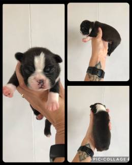 Gumtree boston terrier store puppies for sale