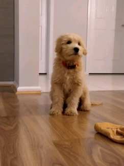 Groodles  cream male puppy 12 weeks old 