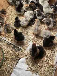 Pure breed day old chicks