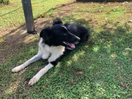 15 Month Old Border Collie Female
