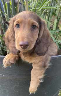 Long haired miniature dachshunds - READY TO GO NOW!