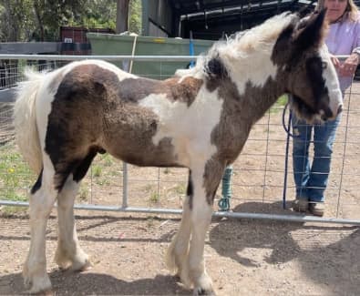 Horses & Ponies For Sale  Gumtree Australia Free Classifieds