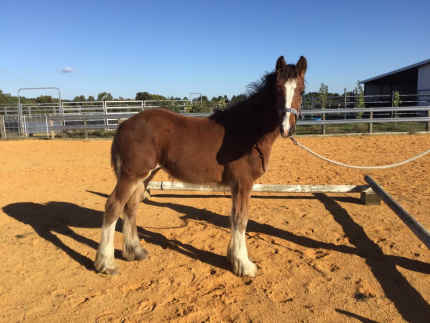 Solid Clydesdale cross colt