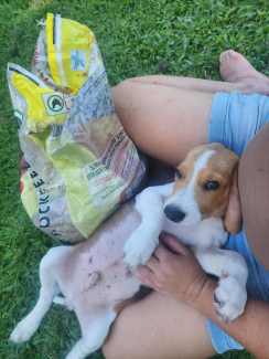 Gumtree deals beagle puppies