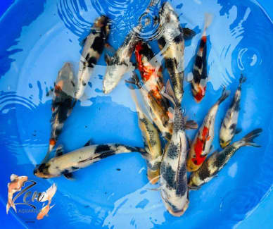 koi carp pond fish for sale