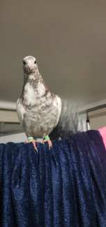 Lovely Grizzle patterned Pet Pigeon For Sale