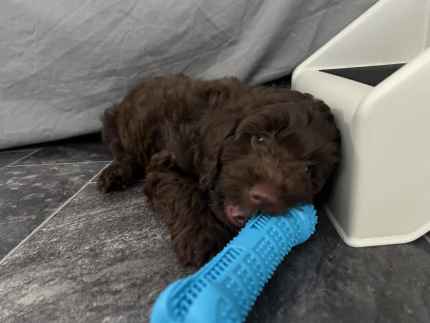 Solid chocolate Cavoodles for sale