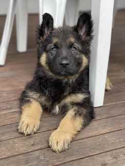 German fashion shepherd puppies gumtree