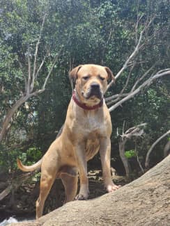 Gumtree xl hot sale bully