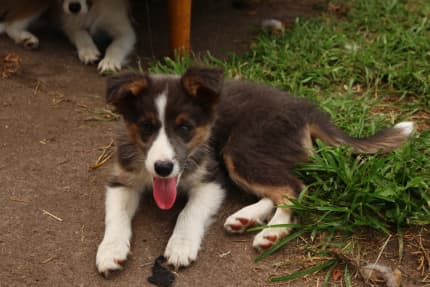 Border collie hot sale puppies gumtree