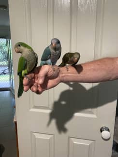 Hand raised dark green/ green and blue Quakers for pets