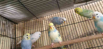 Male and female budgies 2 to 3 months old