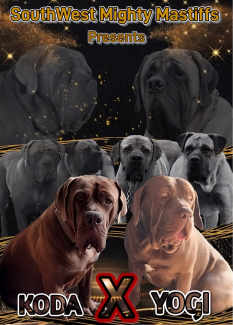 Neapolitan sales mastiff gumtree