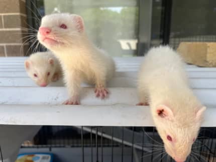 Gumtree ferrets sales