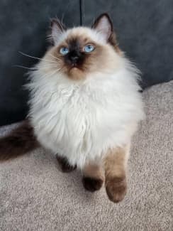 ragdoll gumtree