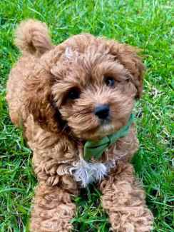 Cavoodle Puppies-Toy Red-1st Generation