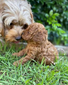 Toy cavoodle outlet gumtree