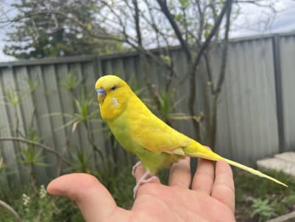 Kellyville hotsell pets birds