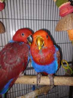 Eclectus parrots baby URGENT SALE 