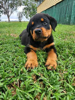 Rottweiler Male Pup