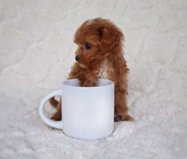 Gorgeous Tiny toy cavoodle puppies- ready now