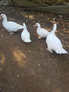 Ducks muscovy male and female