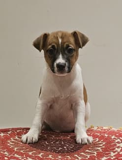 Jack Russell | Dogs & Puppies | Gumtree Australia Free Local Classifieds