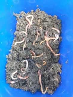worm farm in Sydney Region, NSW, Garden