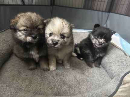 Purebred Merle Pomeranian Puppies