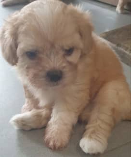 Shih tzu x cavalier puppies store for sale