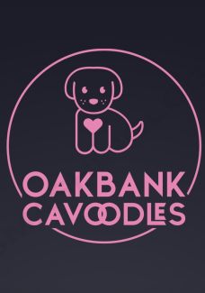 Oakbank Cavoodles - 5x QUALITY F1 Cavoodles