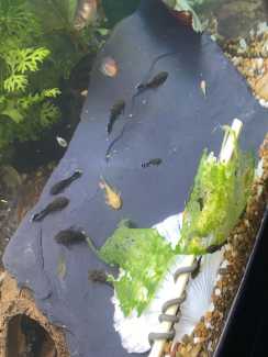 Bristlenose catfish babies