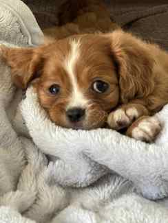 Pure bread, Cavalier King Charles spaniels Puppies