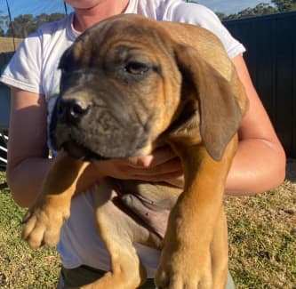 are cane corso banned in australia