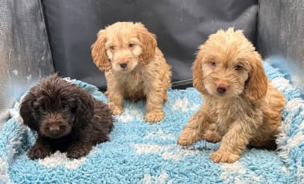 Labradoodle puppies for sales sale gumtree