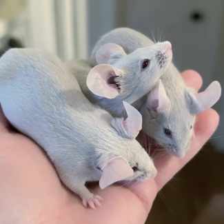 Pet mice for sale near me best sale