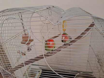 Lovebirds - Paired - plus cage