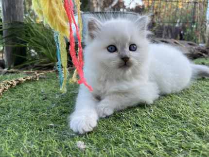 Ragdoll Kittens Cute and Cuddly  ALL SOLD
