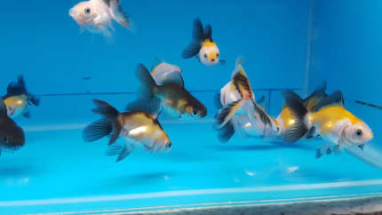 Gumtree goldfish hot sale