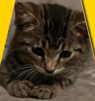 Lola Rescue Female Kitten