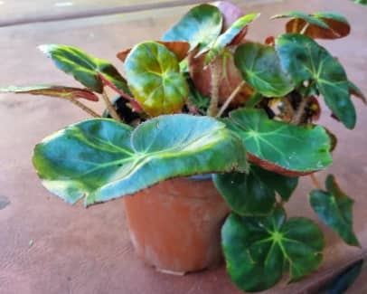 begonias | Garden | Gumtree Australia Free Local Classifieds