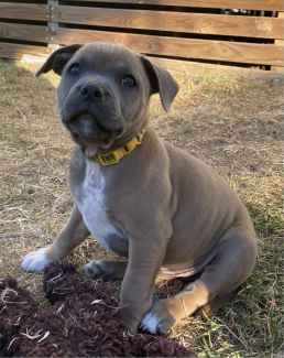 Bull clearance terrier gumtree