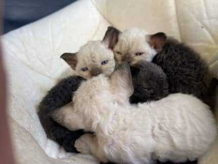 Devon rex hot sale gumtree