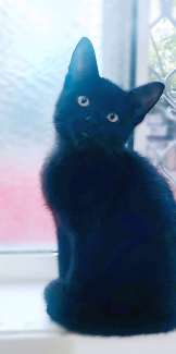 Black Ragdoll Persian x Tabby Kittens